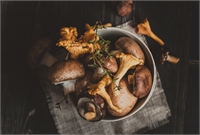 La grande bouffe. Setas, el espíritu de la alta montaña